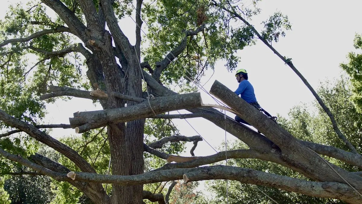 Professional Crown Thinning performed by certified arborists in Felton