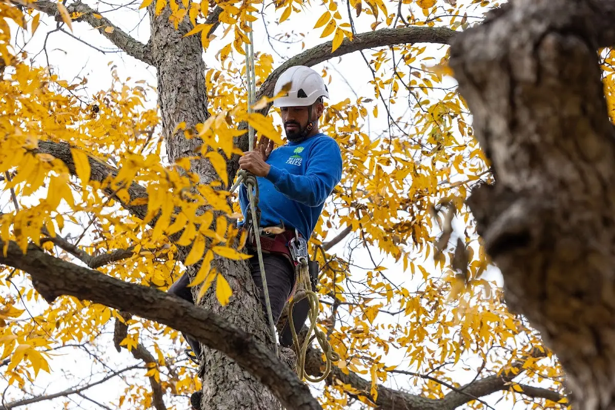 Skilled Tree Planing crew working in Felton